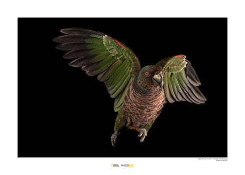 Komar National Geographic Wandbild | Imperial Parrot | Größe: 50 x 40 cm | ohne Rahmen | Poster, Fotographie, Tier, bedrohte Tierart, Tierbild, Kundstdruck, Porträt | WB-NG-007-50x40 von Komar