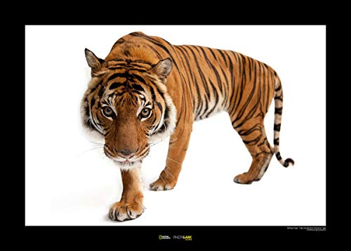 Komar National Geographic Wandbild | Malayan Tiger | Größe: 50 x 40 cm | ohne Rahmen | Poster, Fotographie, Tier, bedrohte Tierart, Tierbild, Kundstdruck, Porträt | WB-NG-039-50x40 von Komar
