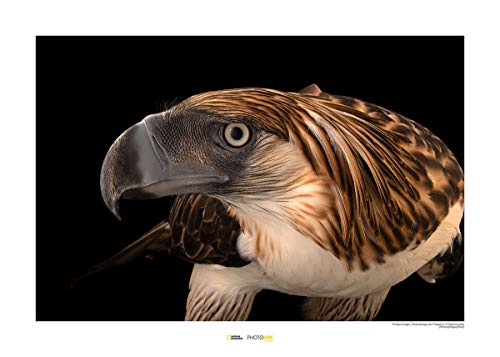 Komar National Geographic Wandbild | Philippine Eagle | Größe: 40 x 30 cm | ohne Rahmen | Poster, Fotographie, Tier, bedrohte Tierart, Tierbild, Kundstdruck, Porträt | WB-NG-020-40x30 von Komar
