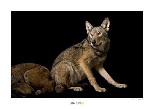 Komar National Geographic Wandbild | Red Wolf | Größe: 50 x 40 cm | ohne Rahmen | Poster, Fotographie, Tier, bedrohte Tierart, Tierbild, Kundstdruck, Porträt | WB-NG-025-50x40 von Komar