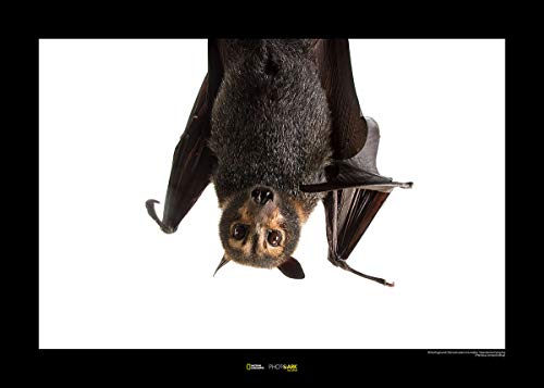 Komar National Geographic Wandbild | Spectacled Flying Fox | Größe: 70 x 50 cm | ohne Rahmen | Poster, Fotographie, Tier, bedrohte Tierart, Tierbild, Kundstdruck, Porträt | WB-NG-009-70x50 von Komar