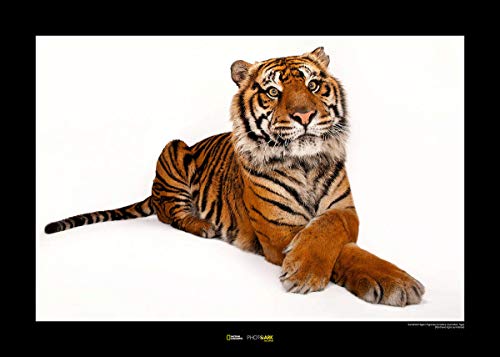 Komar National Geographic Wandbild | Sumatran Tiger | Größe: 50 x 40 cm | ohne Rahmen | Poster, Fotographie, Tier, bedrohte Tierart, Tierbild, Kundstdruck, Porträt | WB-NG-028-50x40 von Komar