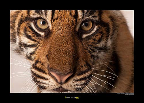 Komar National Geographic Wandbild | Sumatran Tiger | Größe: 50 x 40 cm | ohne Rahmen | Poster, Fotographie, Tier, bedrohte Tierart, Tierbild, Kundstdruck, Porträt, Großkatze | WB-NG-004-50x40 von Komar