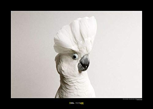 Komar National Geographic Wandbild | White Cockatoo | Größe: 50 x 40 cm | ohne Rahmen | Poster, Fotographie, Tier, bedrohte Tierart, Tierbild, Kundstdruck, Porträt | WB-NG-001-50x40 von Komar