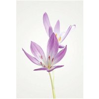 Komar Poster "Autumn Crocus", Blumen, (1 St.) von Komar