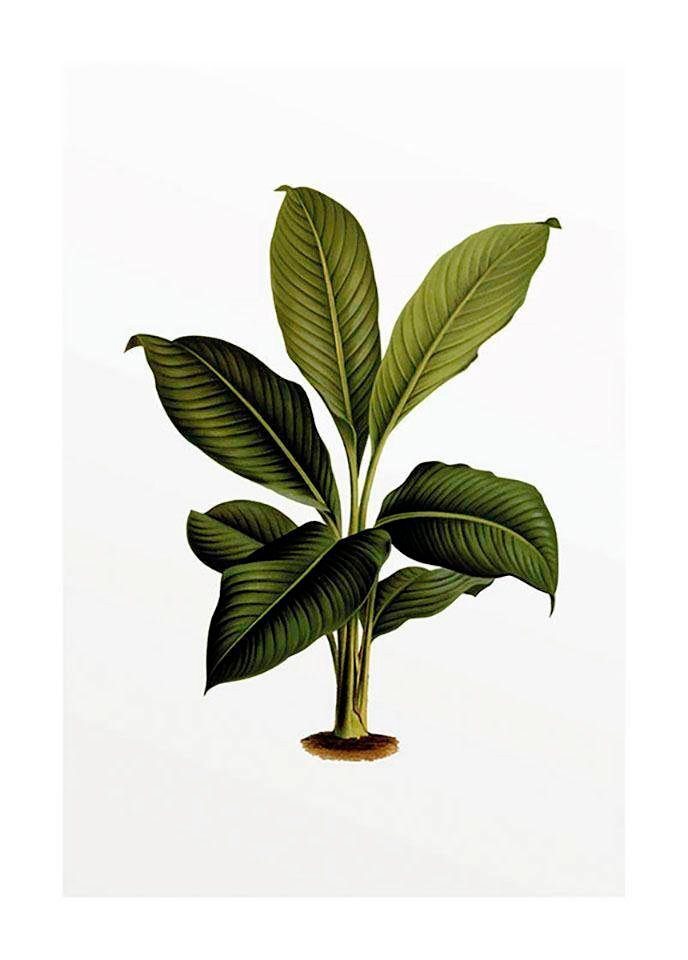 Komar Bild Elastica Leaf, Blätter, Pflanzen (1 St), Wandbild zur Dekoration - ohne Rahmen von Komar