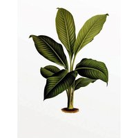 Komar Poster "Elastica Leaf", Pflanzen-Blätter, (1 St.) von Komar