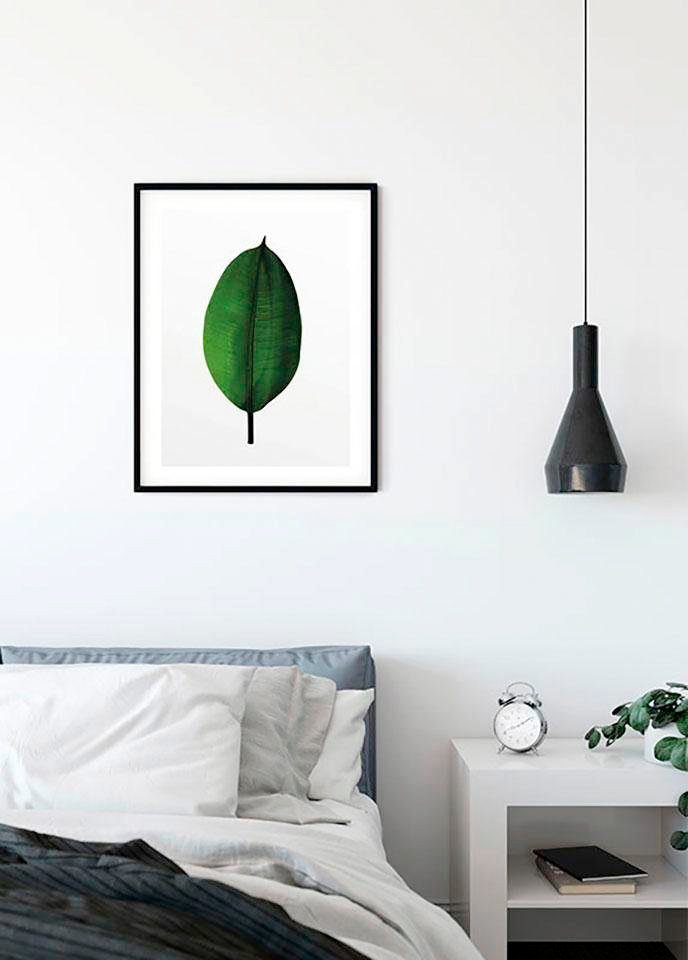 Komar Bild Ficus Leaf, Blätter, Pflanzen (1 St), Wandbild zur Dekoration - ohne Rahmen von Komar