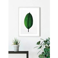 Komar Poster "Ficus Leaf", Pflanzen-Blätter, (1 St.) von Komar