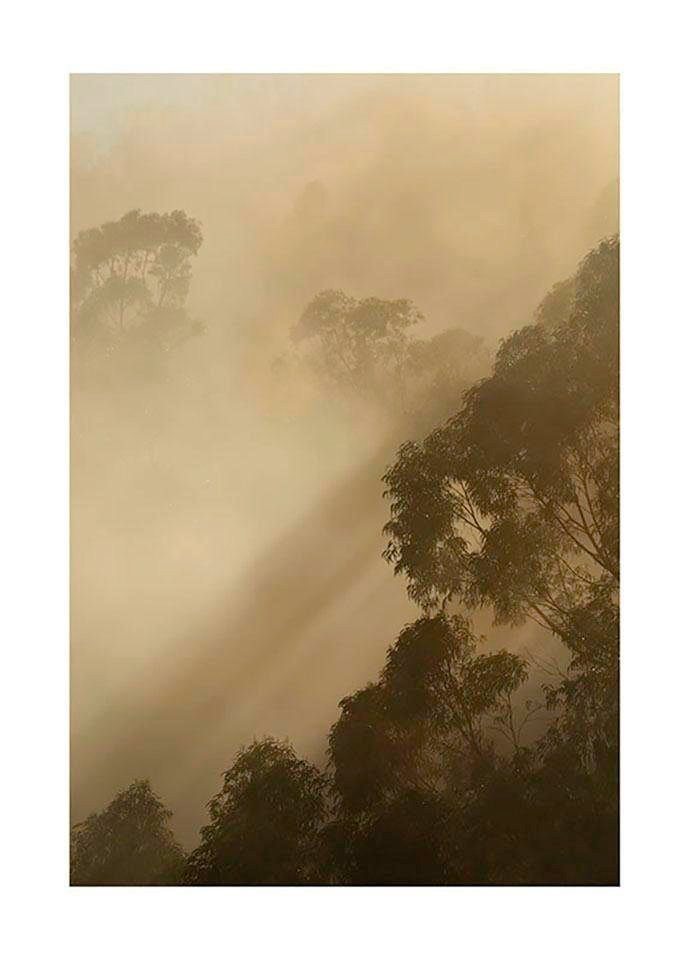 Komar Bild Golden Light, Natur (1 St), Wandbild zur Dekoration - ohne Rahmen von Komar