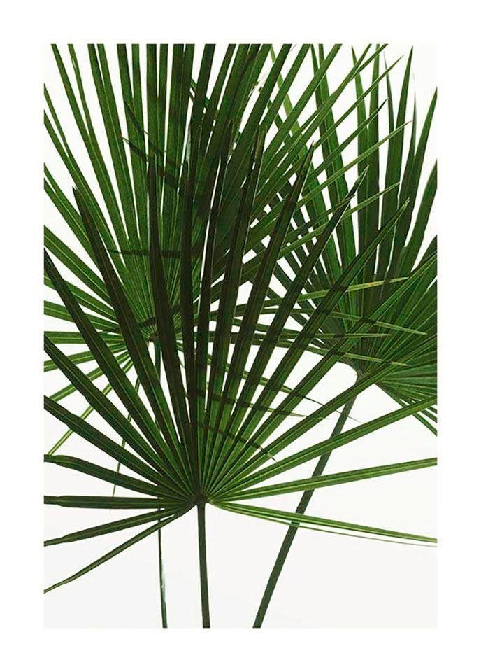 Komar Poster Palmtree Leaves, Pflanzen (1 St), Kinderzimmer, Schlafzimmer, Wohnzimmer von Komar