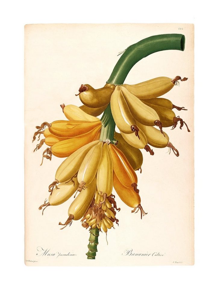 Komar Bild Plantains, Natur (1 St), Wandbild zur Dekoration - ohne Rahmen von Komar