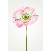 Komar Poster "Poppy", Blumen, (1 St.) von Komar