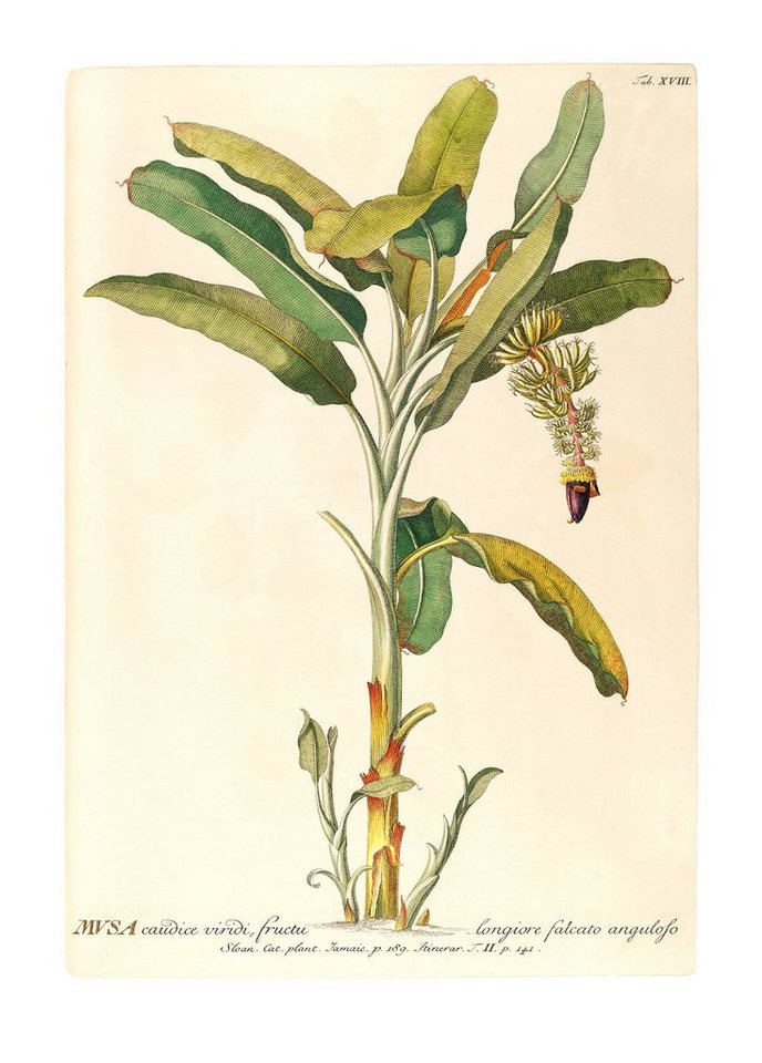 Komar Bild Rainforest Sapling, Natur (1 St), Wandbild zur Dekoration - ohne Rahmen von Komar