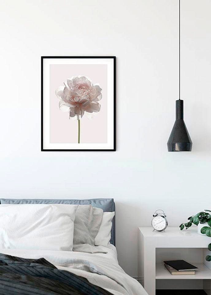 Komar Poster Rose, Blumen (1 St), Kinderzimmer, Schlafzimmer, Wohnzimmer von Komar