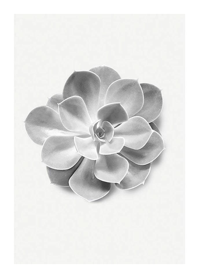 Komar Bild Succulent Aeonium, Blätter, Pflanzen (1 St), Wandbild zur Dekoration - ohne Rahmen von Komar