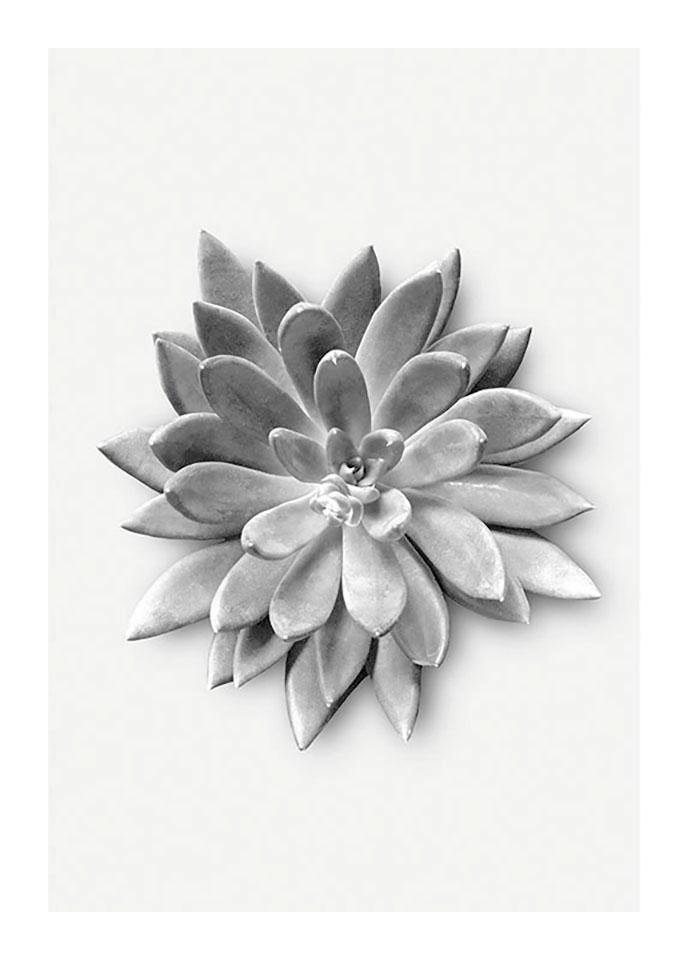 Komar Bild Succulent Agave, Blätter, Pflanzen (1 St), Wandbild zur Dekoration - ohne Rahmen von Komar