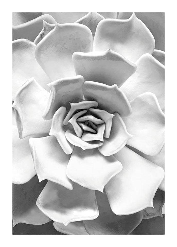 Komar Bild Succulent Closeup, Blätter, Pflanzen (1 St), Wandbild zur Dekoration - ohne Rahmen von Komar