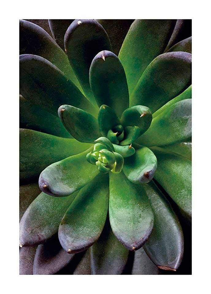 Komar Bild Succulent Single, Blätter, Pflanzen (1 St), Wandbild zur Dekoration - ohne Rahmen von Komar