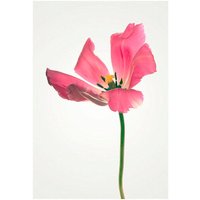 Komar Poster "Tulip", Blumen, (1 St.) von Komar