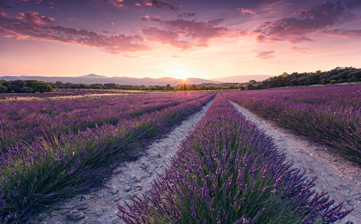 Komar Vlies Fototapete Lavender Dream 450 x 280 cm von Komar