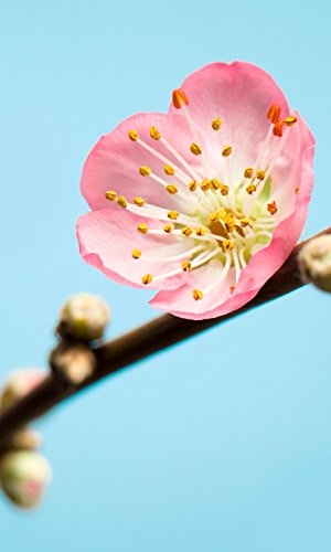 Komar Vlies Fototapete "Peach Blossom", 150 x 250 cm, 3 Bahnen von Komar