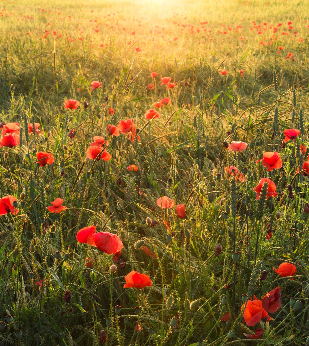 Komar Vlies Fototapete Poppy World 250 x 280 cm von Komar