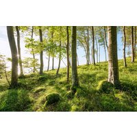 Komar Vliestapete, bedruckt, Wohnzimmer, Schlafzimmer Komar Vliestapete, bedruckt, Wohnzimmer, Schlafzimmer von Komar