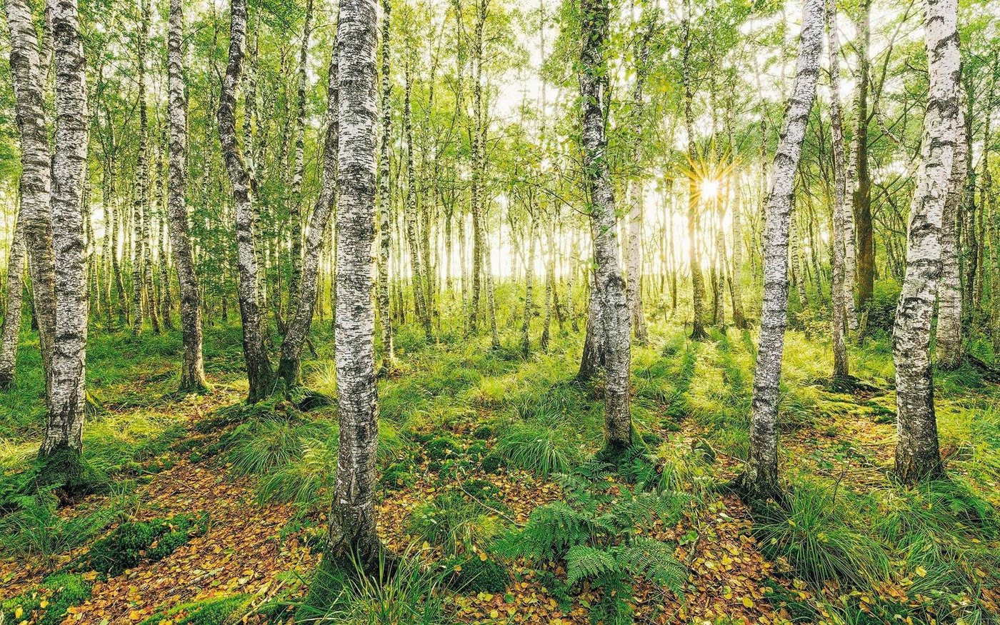Komar Vliestapete Birch Trees, (1 St), 400x250 cm (Breite x Höhe), Vliestapete, 100 cm Bahnbreite von Komar