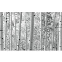Komar Vliestapete "Digitaldruck Vlies - Espenwald - Größe 450 x 280 cm", bedruckt, Wohnzimmer, Schlafzimmer von Komar