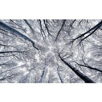 Komar Vliestapete "Digitaldruck Vlies - Up - Größe 400 x 250 cm", bedruckt, Wohnzimmer, Schlafzimmer Komar Vliestapete "Digitaldruck Vlies - Up - Größe 400 x 250 cm", bedruckt, Wohnzimmer, Schlafzimmer von Komar