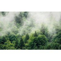 Komar Vliestapete "Forest Land" von Komar