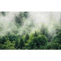 Komar Vliestapete "Digitaldruck Vlies - Forest Land - Größe 400 x 250 cm", bedruckt, Wohnzimmer, Schlafzimmer Komar Vliestapete "Digitaldruck Vlies - Forest Land - Größe 400 x 250 cm", bedruckt, Wohnzimmer, Schlafzimmer von Komar