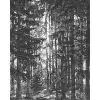 Komar Vliestapete "Digitaldruck Vlies - Lustres Lapland - Größe 200 x 250 cm", bedruckt, Wohnzimmer, Schlafzimmer von Komar
