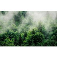 Komar Vliestapete "Forest Land" von Komar