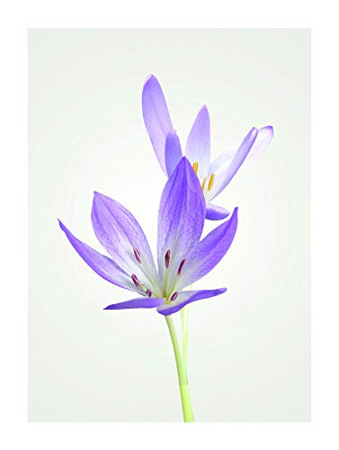 Komar Wandbild | Autumn Crocus | Poster, Bild, Wohnzimmer, Schlafzimmer, Dekoration, Kunstdruck | ohne Rahmen | P068-30x40 | Größe: 30 x 40 cm (Breite x Höhe) von Komar