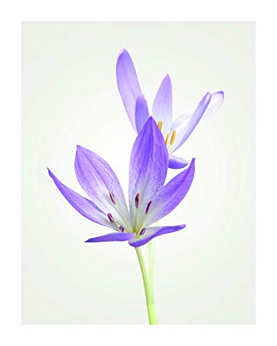 Komar Wandbild | Autumn Crocus | Poster, Bild, Wohnzimmer, Schlafzimmer, Dekoration, Kunstdruck | ohne Rahmen | P068-40x50 | Größe: 40 x 50 cm (Breite x Höhe) von Komar