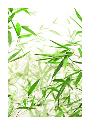 Komar Wandbild | Bamboo Leaves | Poster, Bild, Wohnzimmer, Schlafzimmer, Dekoration, Kunstdruck | ohne Rahmen | P060-50x70 | Größe: 50 x 70 cm (Breite x Höhe) von Komar