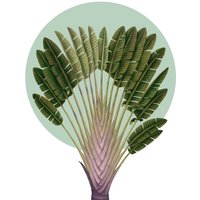 Komar Wandbild "Botanical Garden Pinnate Palm", (1 St.), Deutsches Premium-Poster Fotopapier mit seidenmatter Oberfläche und hoher Lichtbeständigkeit. Für fotorealistische Drucke mit gestochen scharfen Details und hervorragender Farbbrillanz. von Komar