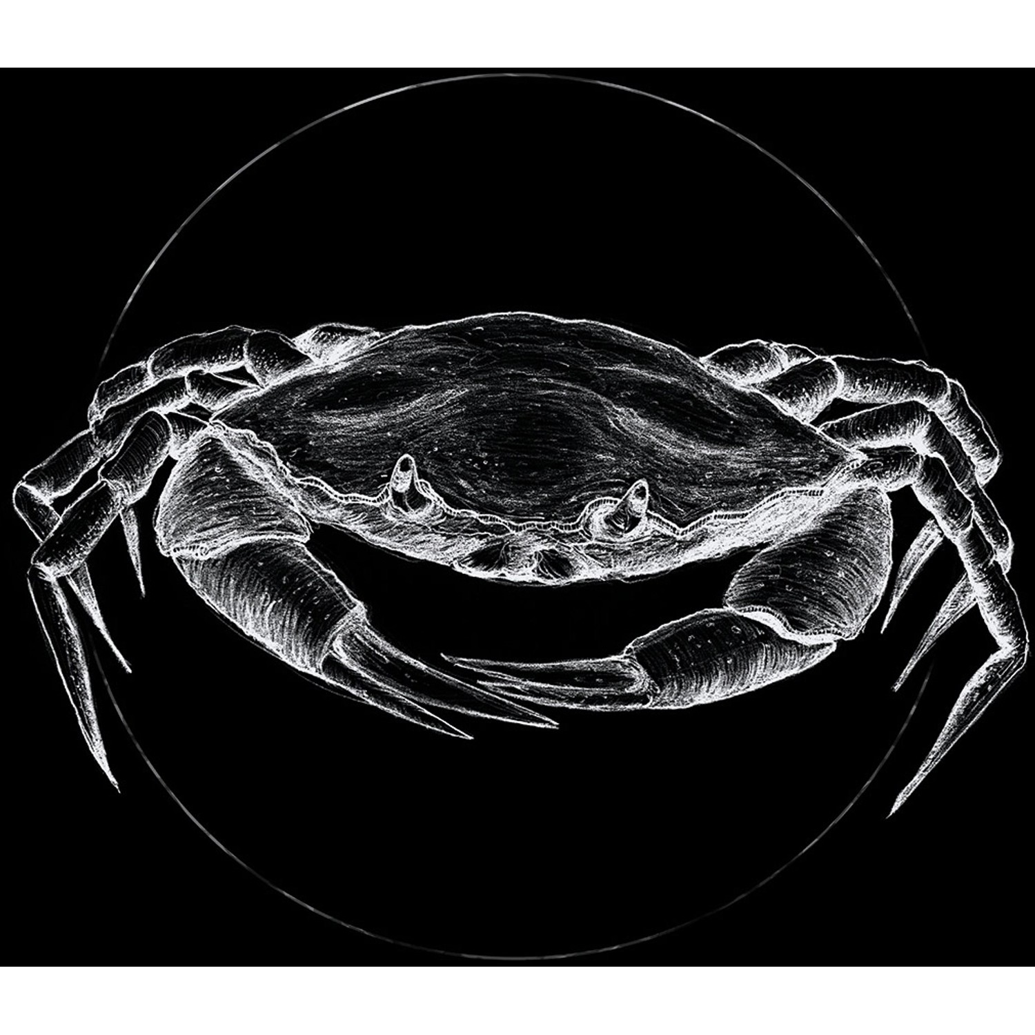 Komar Wandbild Crab Black 50 x 70 cm von Komar