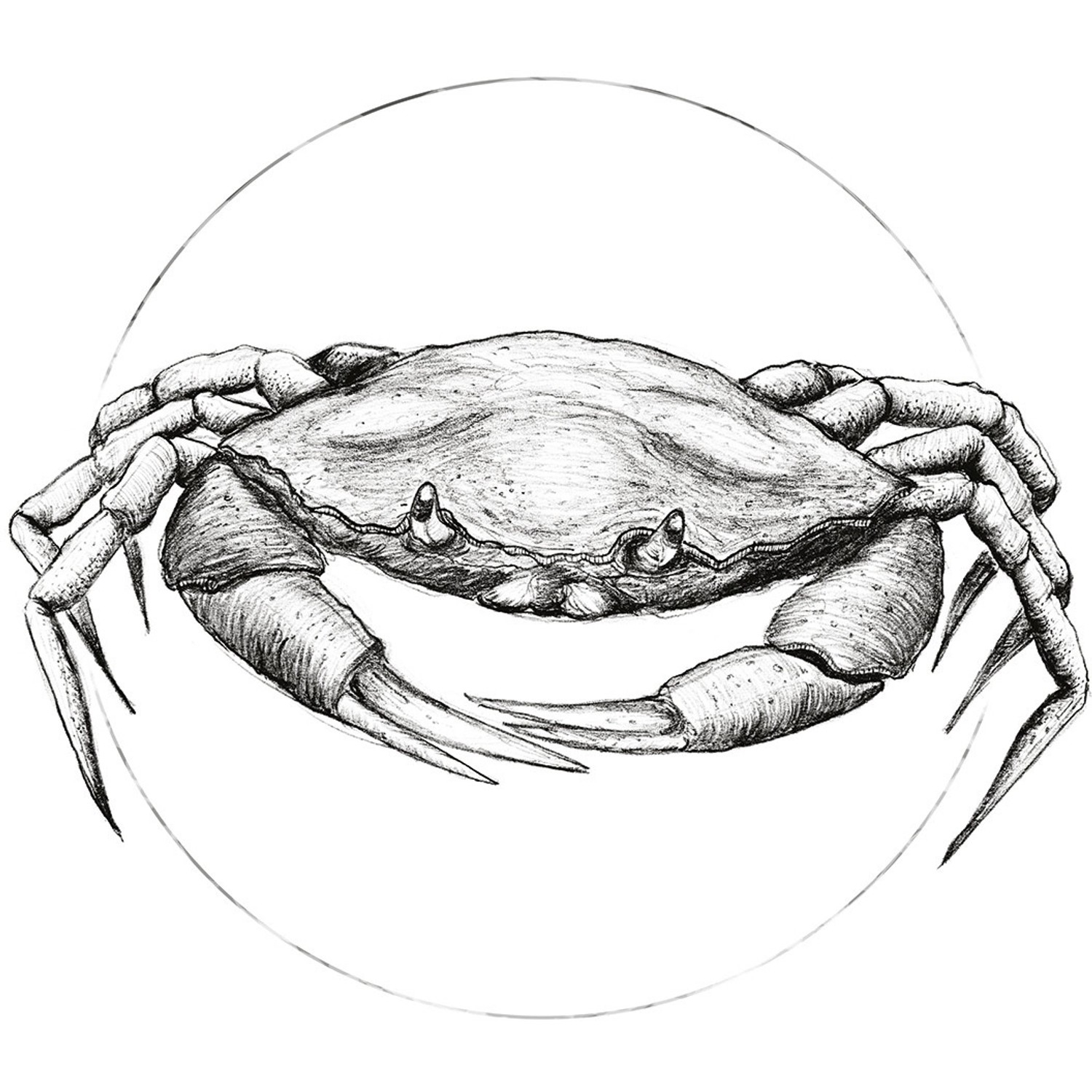 Komar Wandbild Crab White 30 x 40 cm von Komar