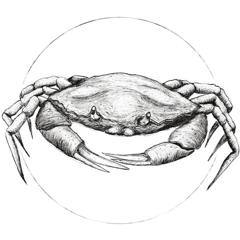 Komar Wandbild Crab White 30 x 40 cm von Komar