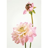 Komar Poster Dahlia Blumen B/L: ca. 30x40 cm von Komar
