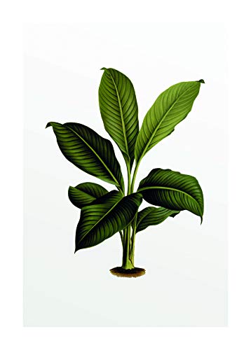 Komar Wandbild | Elastica Leaf | Poster, Bild, Wohnzimmer, Schlafzimmer, Dekoration, Kunstdruck | ohne Rahmen | P055-50x70 | Größe: 50 x 70 cm (Breite x Höhe) von Komar