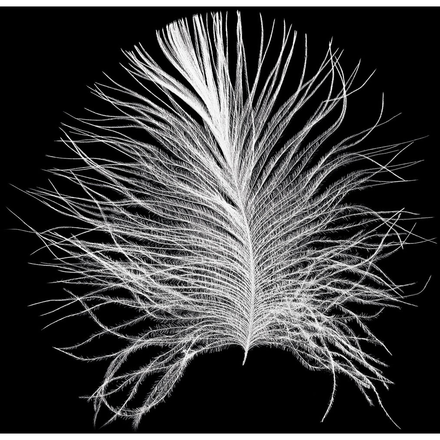 Komar Wandbild Feather Black 30 x 40 cm von Komar