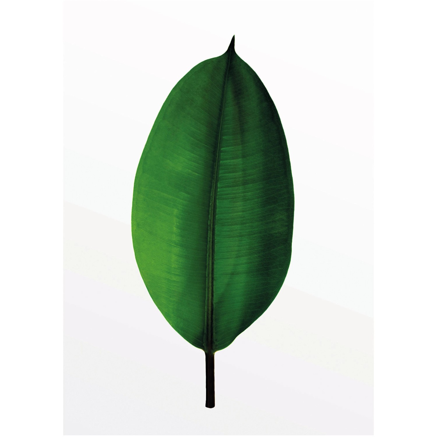 Komar Wandbild Ficus Leaf 30 x 40 cm Komar Wandbild Ficus Leaf 30 x 40 cm von Komar