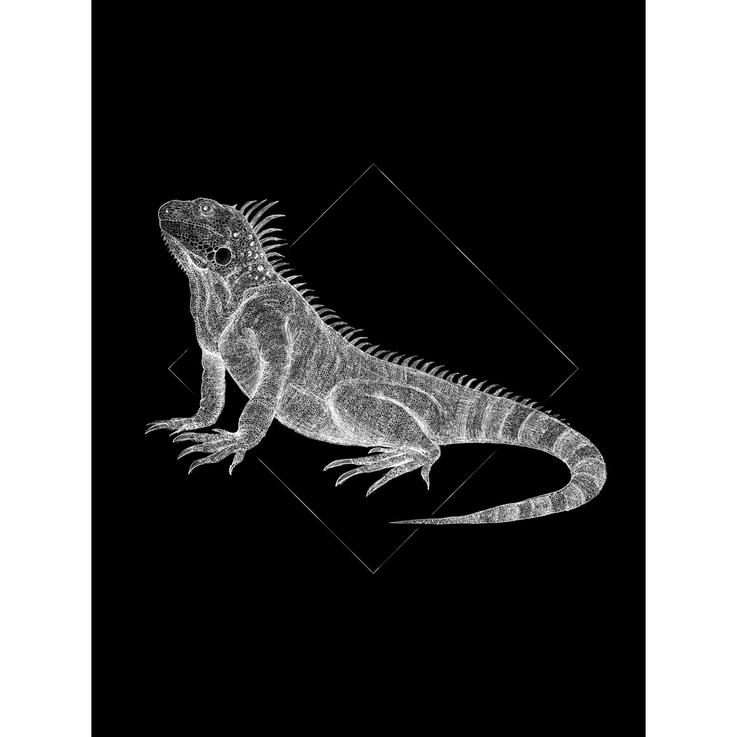 Komar Wandbild Iguana Black 30 x 40 cm von Komar