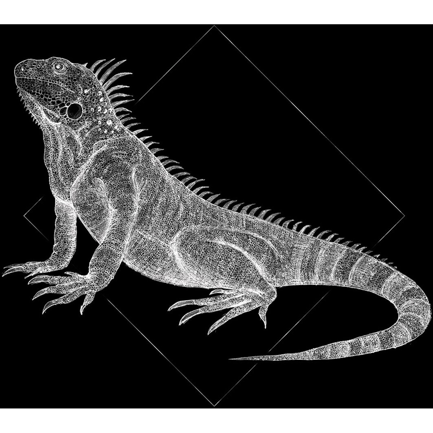 Komar Wandbild Iguana Black 50 x 70 cm von Komar