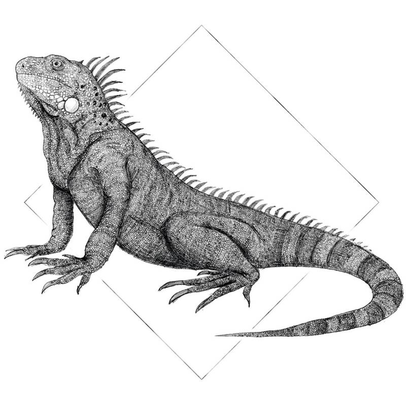Komar Wandbild Iguana White 30 x 40 cm von Komar