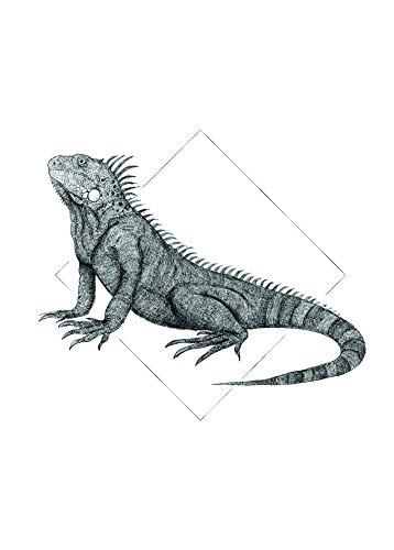 Komar Wandbild | Iguana White | Poster, Bild, Wohnzimmer, Schlafzimmer, Dekoration, Kunstdruck | ohne Rahmen | P077A-50x70 | Größe: 50 x 70 cm (Breite x Höhe) von Komar